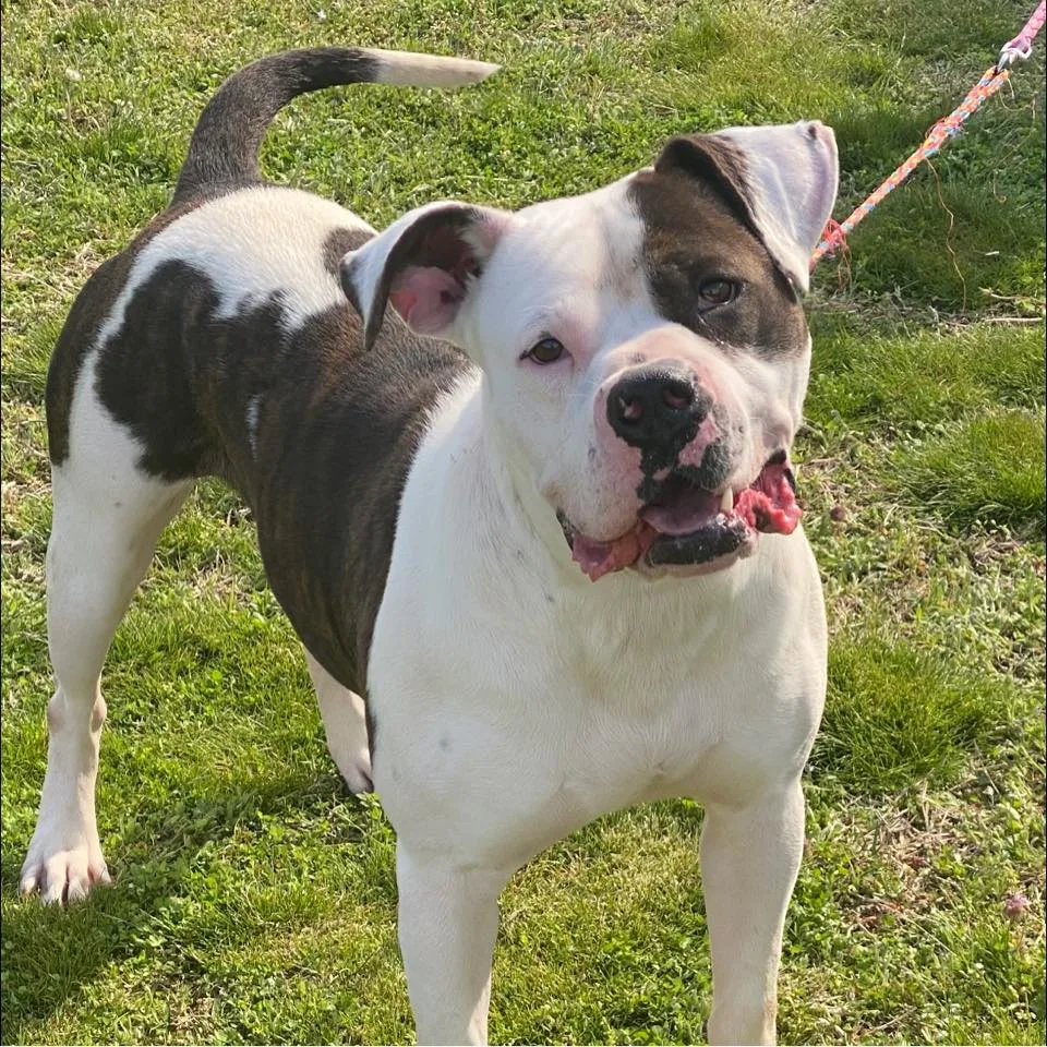 A New Animal Shelter in Sooner than Later? 106.5 KTMO The Wolf