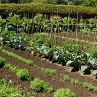 garden-2