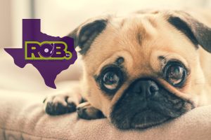 robdog-1