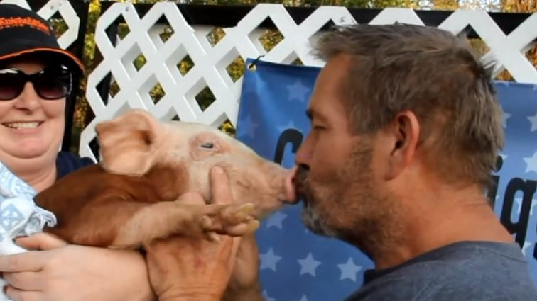 pig-kiss