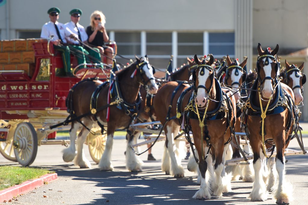 World Famous Budweiser Clydesdales Make Their Appearance at Country