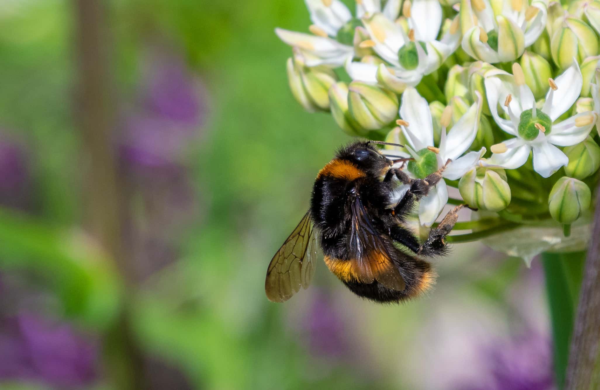 close-up-view-of-a-bumble-bee-collecting-pollen