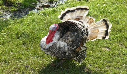 male-of-a-turkey
