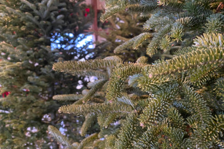 Keep That Christmas Tree Looking Good! Tips From the Michigan Farm Bureau - Vimarsana News
