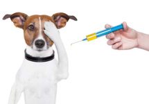 dog-with-needle-jpg