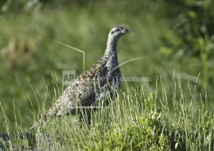 sage-grouse-conservation