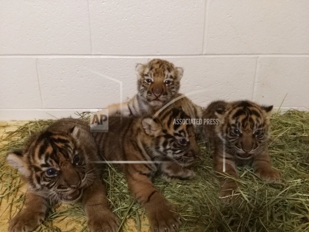 Oklahoma City Zoo Launches Webcam To Show Adopted Tiger Cub 1380 KOTA AM