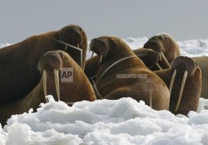 pacific-walrus