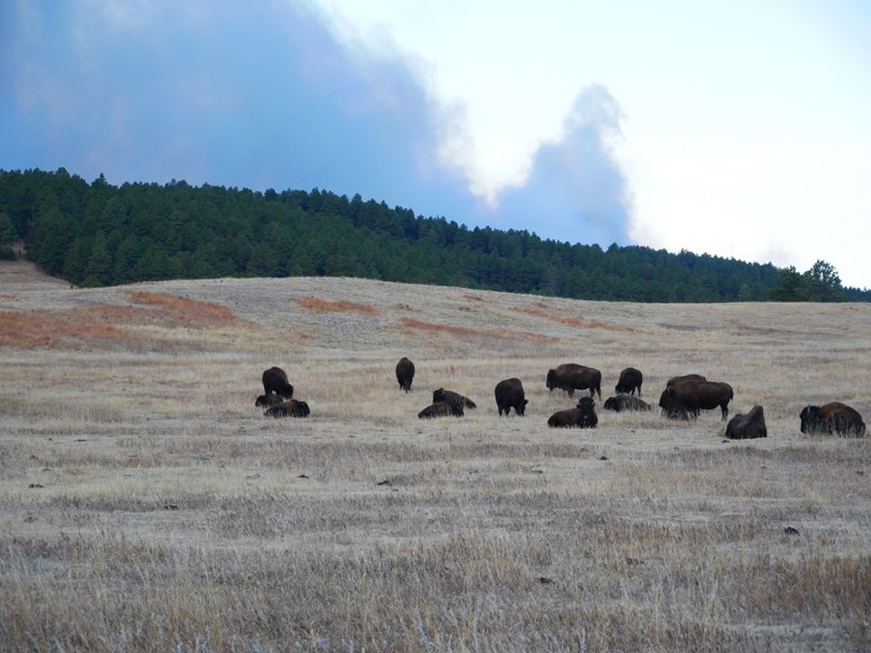 custer-state-park-fire-photo-2