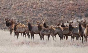 wind-cave-national-park-small-elk-herd