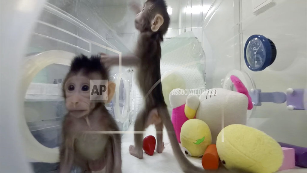 cloned-monkeys