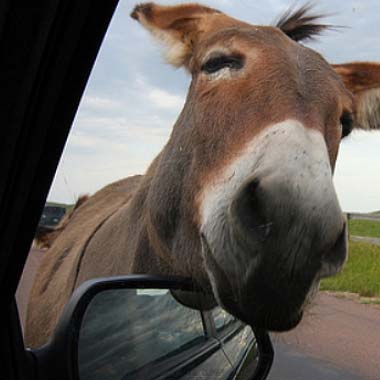 burros-image-courtesy-keystone-chamber-of-commerce