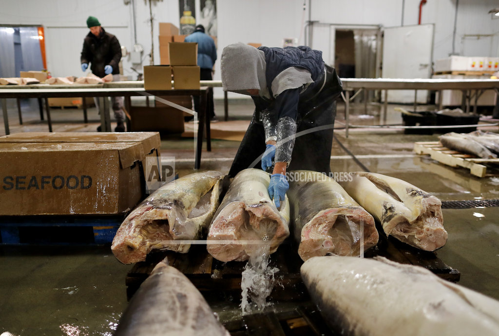 Sustainable Seafood Dealer Sold Fishy Tale Kota Am