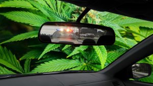 weed-in-car