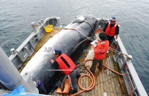 japan-whaling