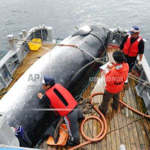 japan-whaling