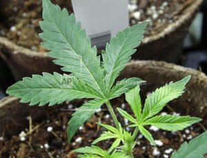 marijuana-legalization-new-hampshire