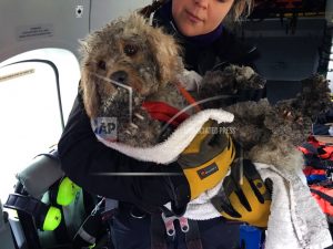 britain-dog-rescued