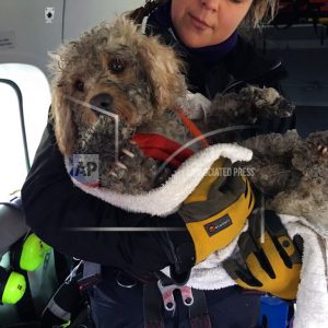 britain-dog-rescued