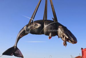 italy-dead-whale