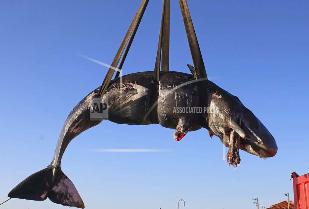 italy-dead-whale