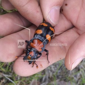 american-burying-beetle