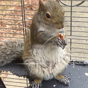 attack-squirrel-meth