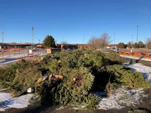 photo-christmas-tree-pile-2024b