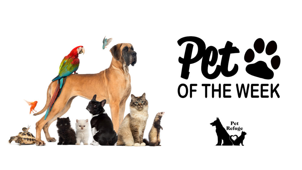 pet-of-the-week-featured-2