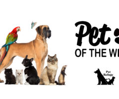 pet-of-the-week-featured-2