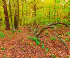 autumnal-forest-landscape