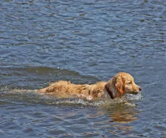 golden-retriever-dog-in-river-sbi-300274123
