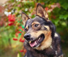 portrait-of-a-dog-outdoors