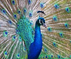 peacock-photo-sbi-300363189