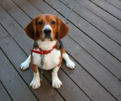 purebred-beagle-2