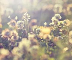 nature-spring-flowers