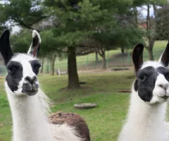 animals-in-zoo