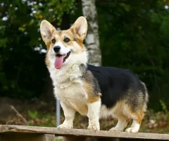 standing-dog