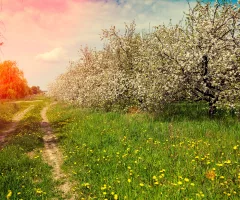 rural-landscape-blooming-orchard-at-sunset-light