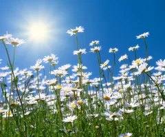 chamomile-flowers-against-blue-sky
