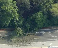 news_treefall_7125572671
