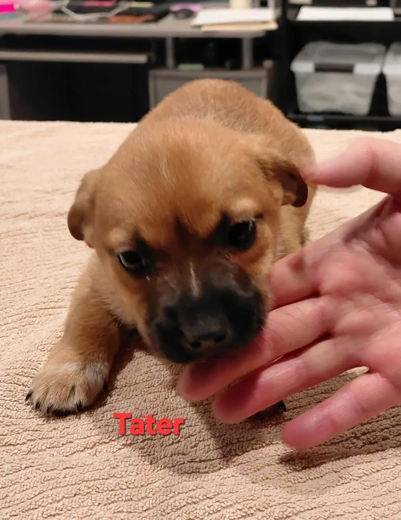 tater
