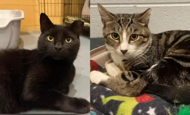 hershey-heath-split-image