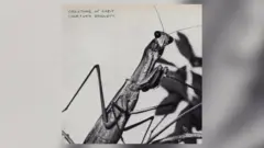 m_courtneybarnett_012026824863