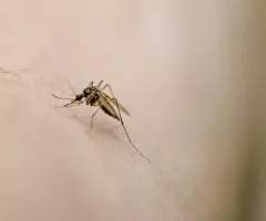 gettyimages_mosquito_09032433941