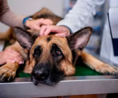 news_dogillnessvet_71025457601