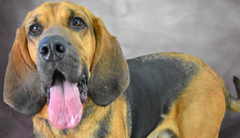 Duke The Bloodhound | 95.9 The Ranch KFWR