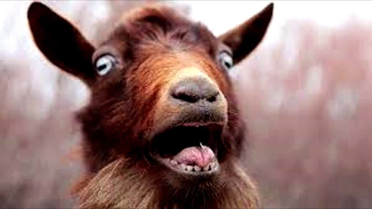 Screaming-Goat | 95.9 The Ranch KFWR