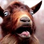 screaming-goat-832