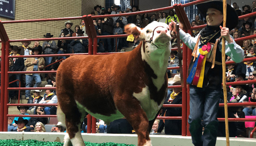 champion-steer